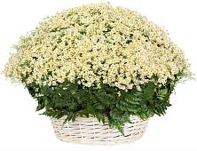 Цветочная композиция из Ромашки в корзине #REPLACE_PRED# Полевском Свердловская область